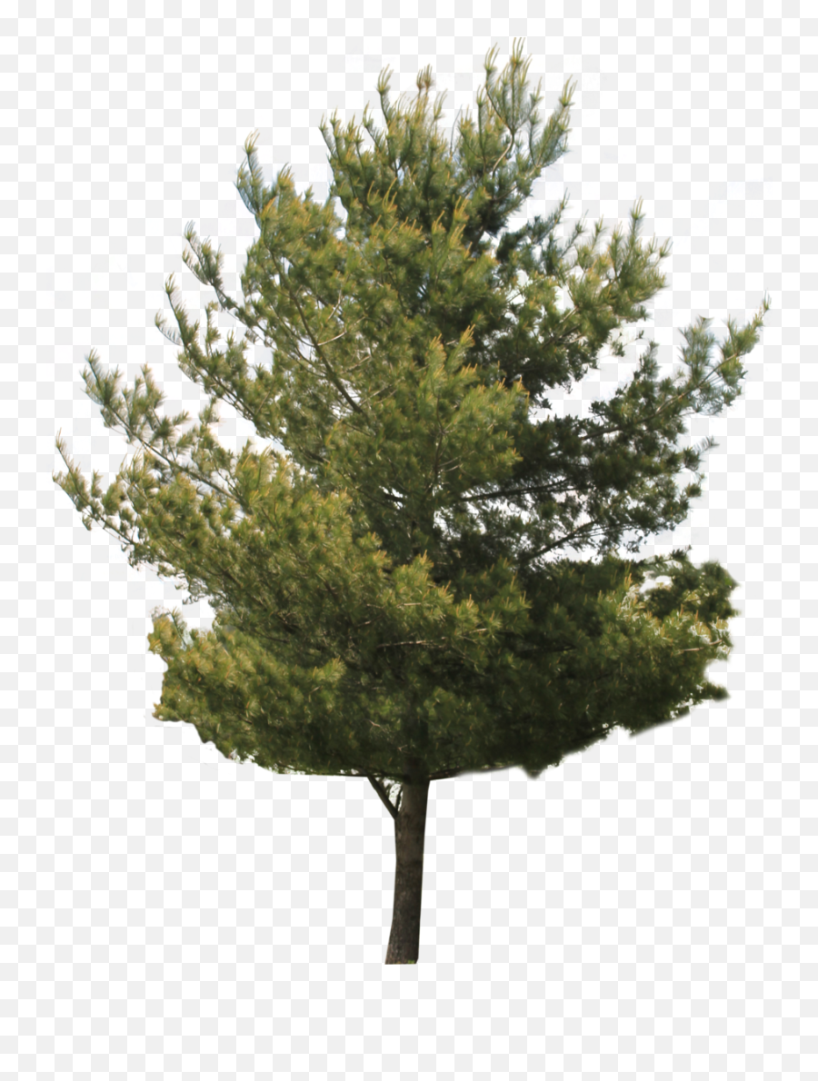 Jack Tree Transparent Images - Aaç Png,Big Tree Png