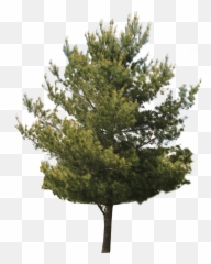 Jack Tree Transparent Images - Aaç Png,Big Tree Png