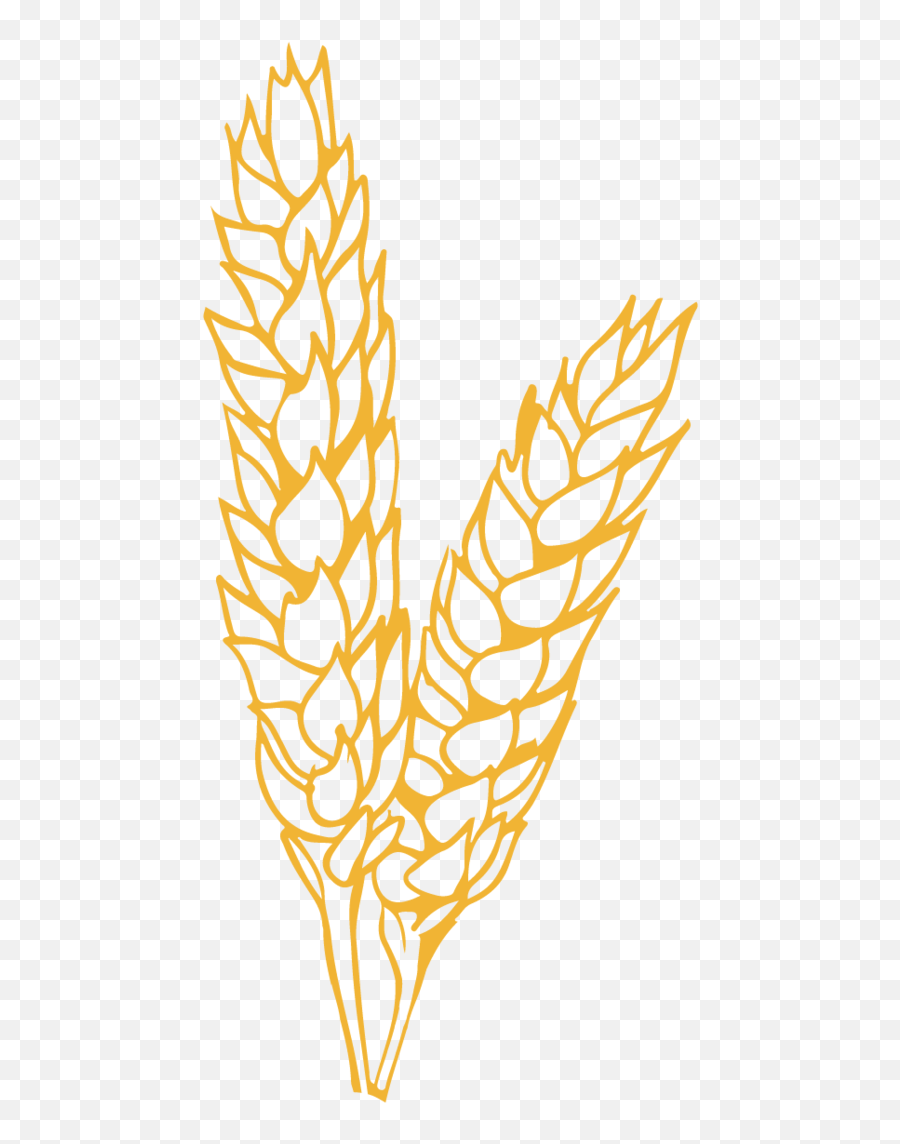 Farm Fresh Wheat White Berries For Home Milling - Language Png,Wheat Icon Vector