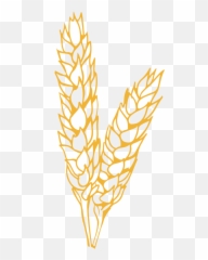 Farm Fresh Wheat White Berries For Home Milling - Language png