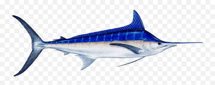 Marlin - Marlin Transparent Png,Marlin Png