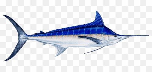 Marlin - Marlin Transparent Png,Marlin Png