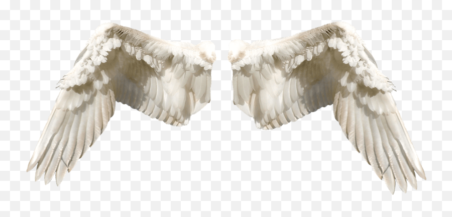 1000 Free Angel Wings U0026 Images - Pixabay Sayap Peri Png,Angle Wings Png