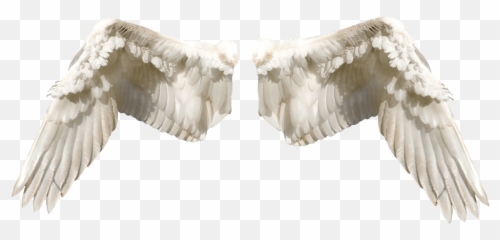 1000 Free Angel Wings U0026 Images - Pixabay Sayap Peri png