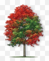 Under The Canopy Tree Guide Media Page - New Mexico Maple Png,Tree Canopy Png