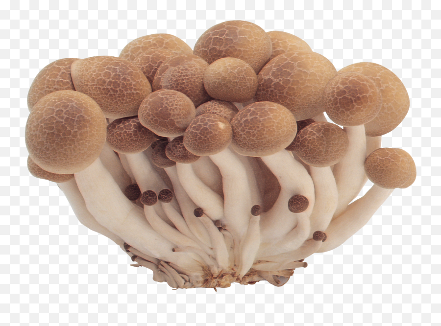 Png Images Free Mushroom Pictu - Png Mushroom,Mushroom Png
