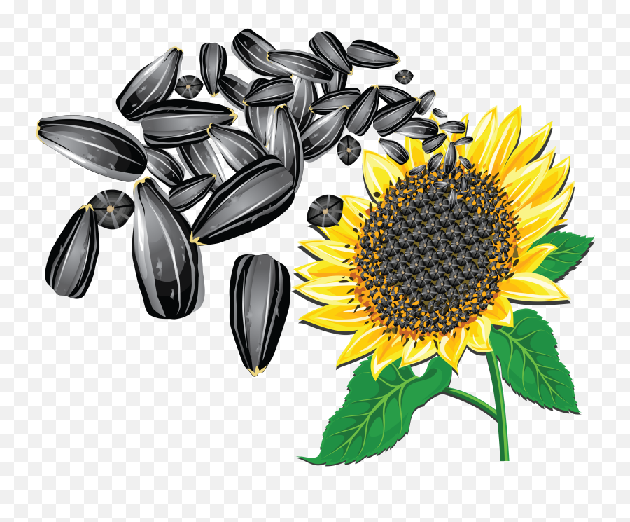 Sunflower Seed Png Transparent - Transparent Background Sunflower Seed Clipart,Seed Png
