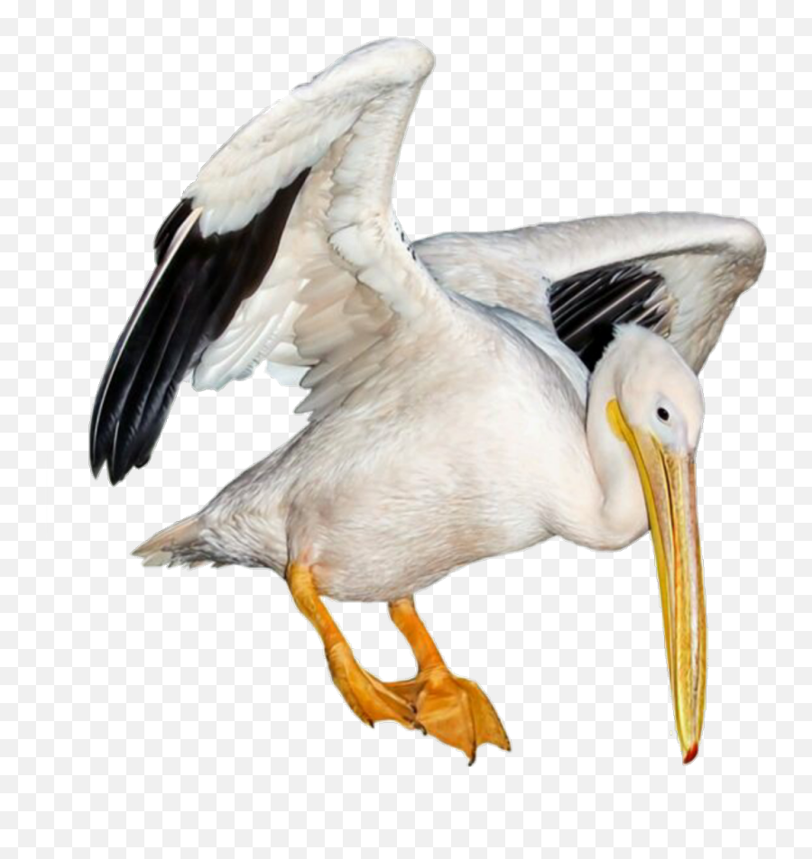 Download Hd Pelican Sticker - White Pelican Transparent Png Drawing Pelican,Pelican Png