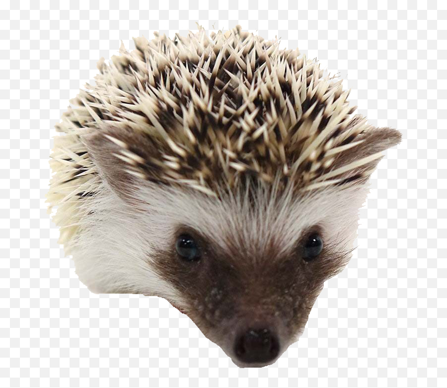 Hedgehog Png Transparent Images Free Download Background