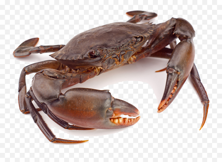 Download Crab Png Clipart - Free Transparent Png Images Crab Png,Free Transparent Clipart