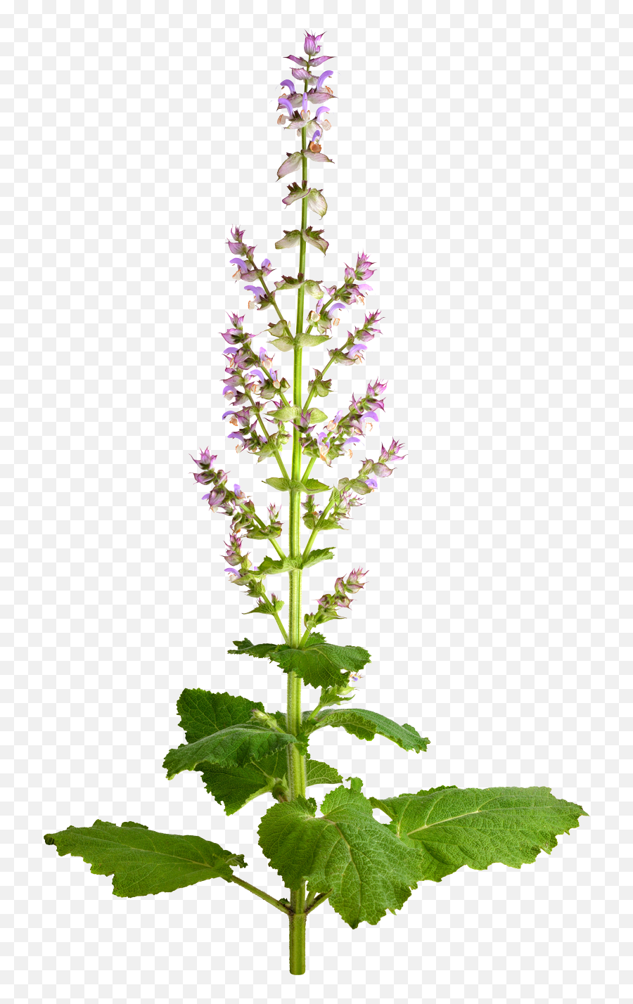 Download Hd Sage - Amaro Salvia Sclarea Transparent Png Salvia Sclarea Png,Sage Png