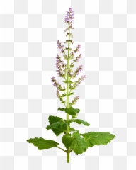 Download Hd Sage - Amaro Salvia Sclarea Transparent Png Salvia Sclarea Png,Sage Png