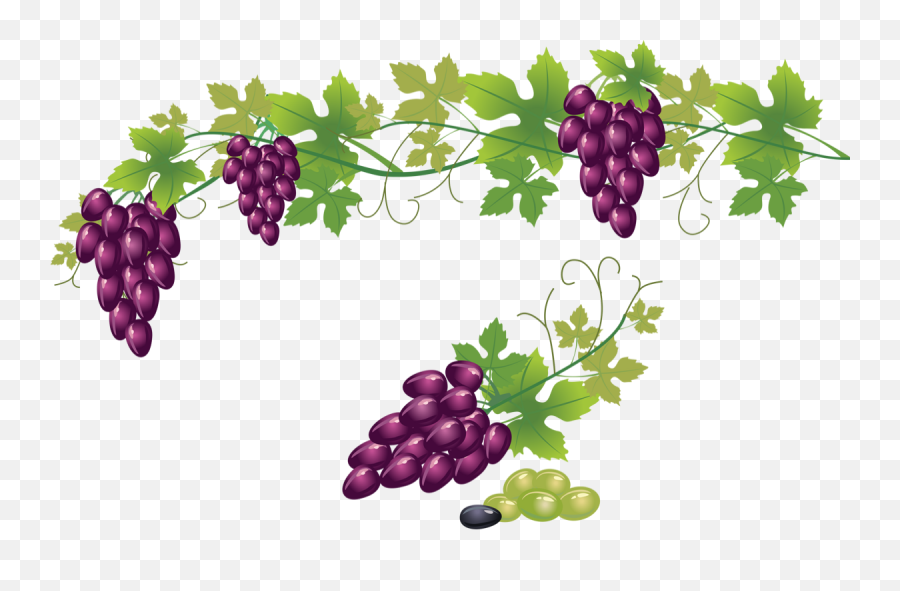 Raisin Png Tube Fruit Vendanges - Trauben Grapes Png Transparent Grape Vines Png,Raisin Png