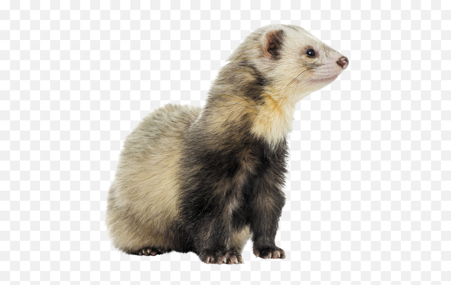 Ferrets - Laboratoire Francodex Ferret Png,Ferret Png