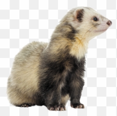 Ferrets - Laboratoire Francodex Ferret Png,Ferret Png