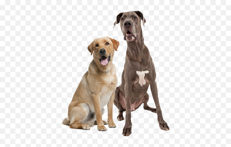 Lab Great Dane - Great Dane And Lab Png,Great Dane Png