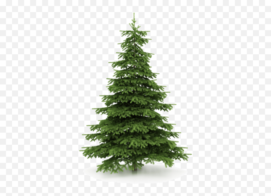 Free Christmas Wallpaper - Recycle Christmas Tree Decor Png,Spruce Tree Png