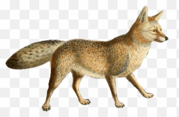Filedogs Jackals Wolves And Foxes Plate Xxxiiipng - Dogs Wolves Coyotes Jackals Foxes,Jackal Png
