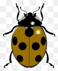 Fileladybugsvg - Wikimedia Commons Black And White Ladybird Png,Lady Bug Png