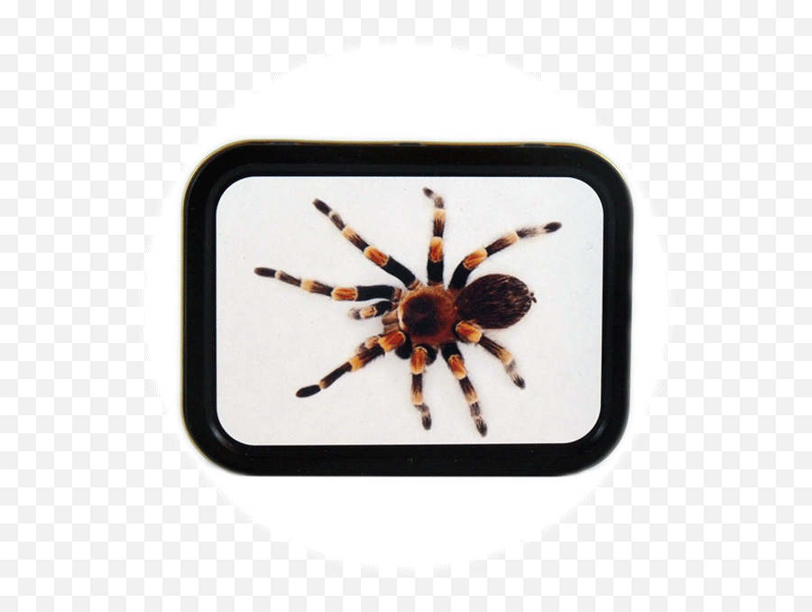 Tarantula Tin Metal Tins Are An Excellent Place To Store - Widow Spider Png,Tarantula Png