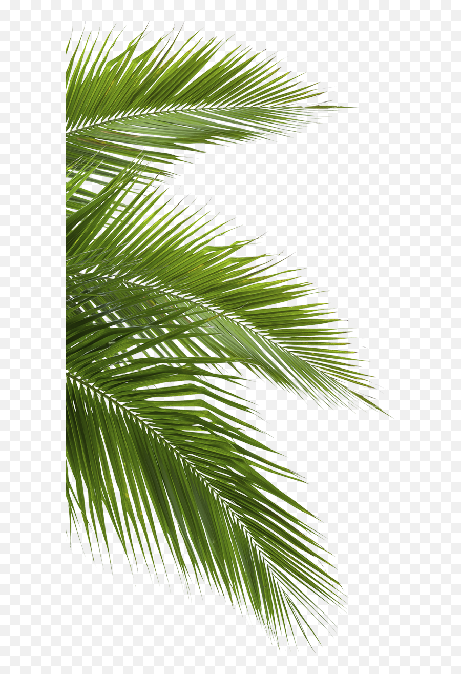 Download 18 Jungle Forest - Jungle Leaves Png,Jungle Png