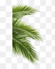 Download 18 Jungle Forest - Jungle Leaves Png,Jungle Png