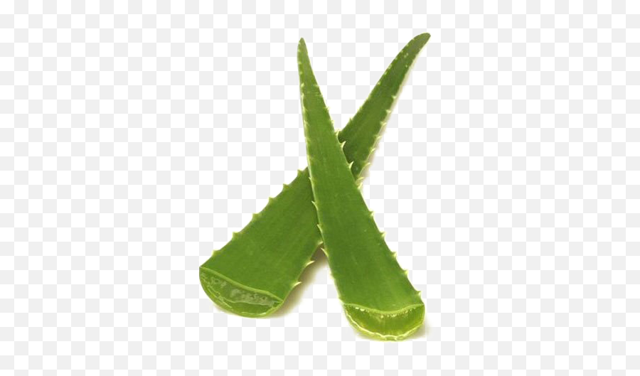 Aloe Vera Png Photo - Fresh Aloe Vera Leaves,Aloe Vera Png