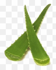Aloe Vera Png Photo - Fresh Aloe Vera Leaves,Aloe Vera Png