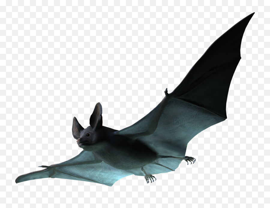 Bats Png - Click Real Bat Png 4556711 Vippng Real Bat Png,Bats Transparent