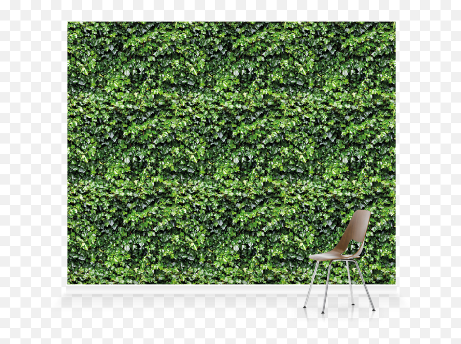 Ivy Wall Garden Greenu0027 Wallpaper Mural Surfaceview - Vertical Png,Hanging Ivy Png
