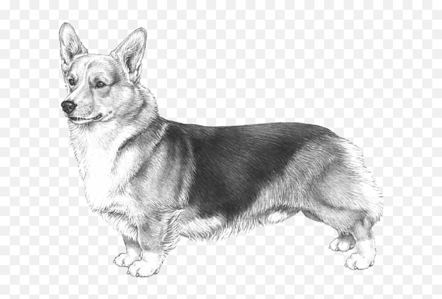 Dog Breed Info - Disegno Di Cani Corgi Png,Corgi Transparent