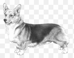 Dog Breed Info - Disegno Di Cani Corgi Png,Corgi Transparent