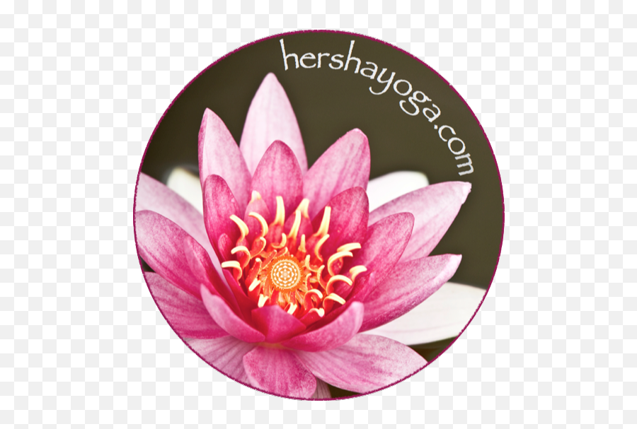 Integral Yoga Multi - Level Class 5session Package U2014 Hersha Sacred Lotus Png,Class Of 2018 Png