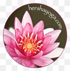 Integral Yoga Multi - Level Class 5session Package U2014 Hersha Sacred Lotus Png,Class Of 2018 Png