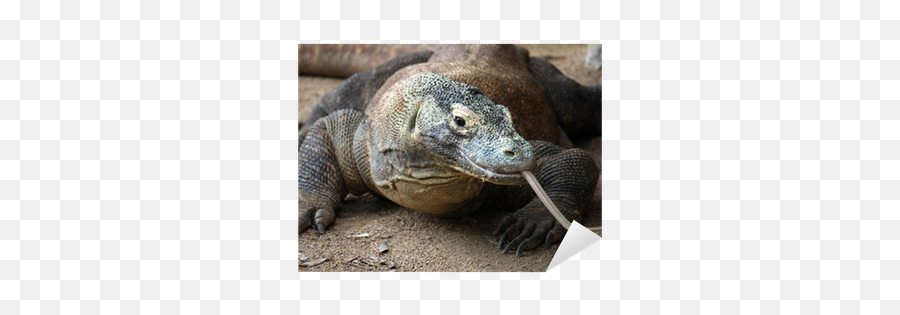 Komodo Dragon Sticker Pixers We - Varan Obecny Png,Komodo Dragon Png