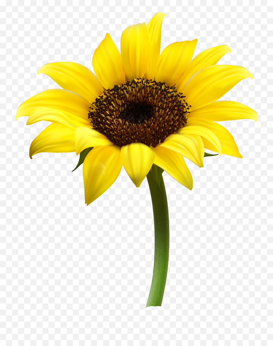 Sunflower Png Images Free Download - Sunflower With No Background,Flower Clipart Transparent Background