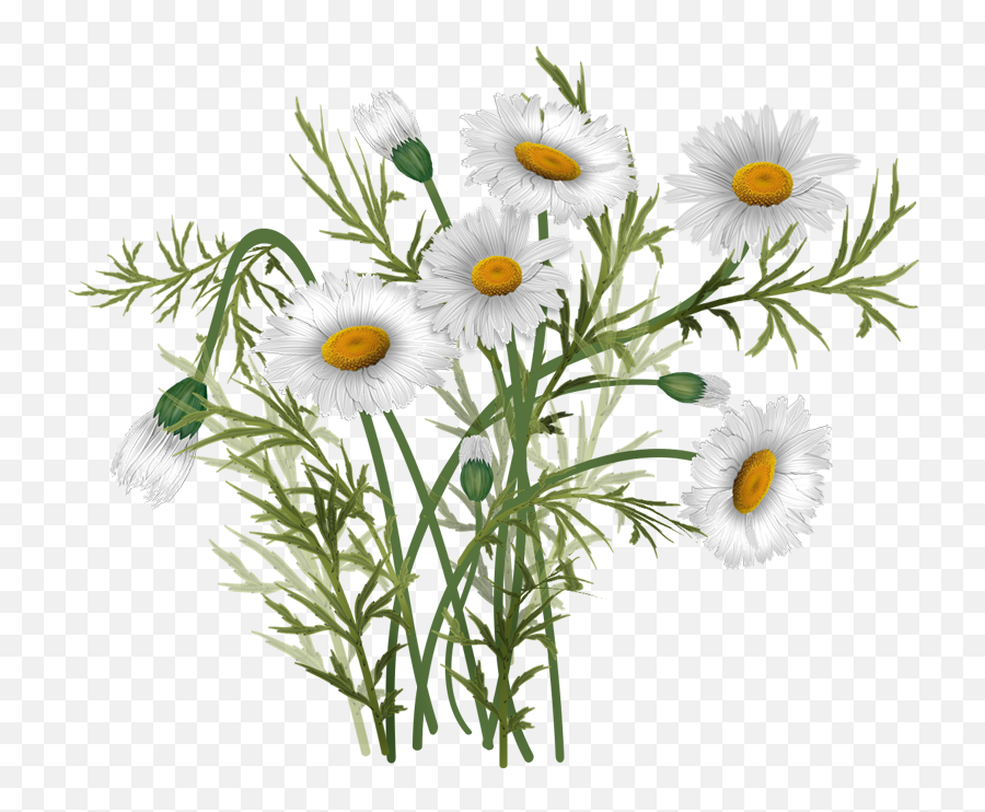 Bouquet Vector Daisies - Oxeye Daisy Full Size Png Daisy Bouquets Clipart Transparent Background,Daisy Png