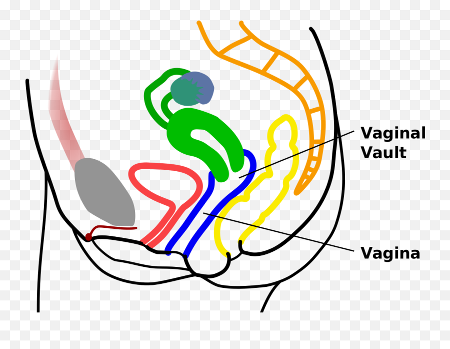 Vaginal - Women Reproductive Anatomy Tampon Png,Vagina Png