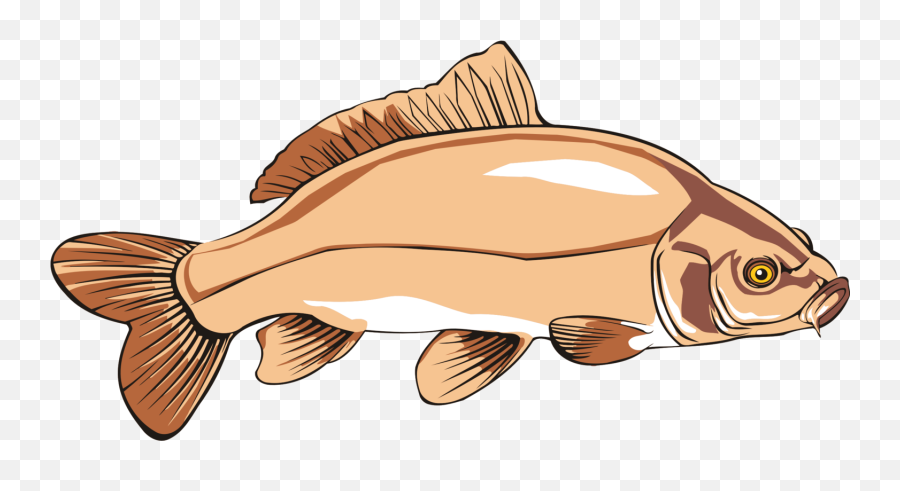 Common Carp Catfish Fishing - Carp Clipart Png,Catfish Png