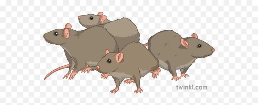 The Rats Illustration - Twinkl Rat Png,Rats Png