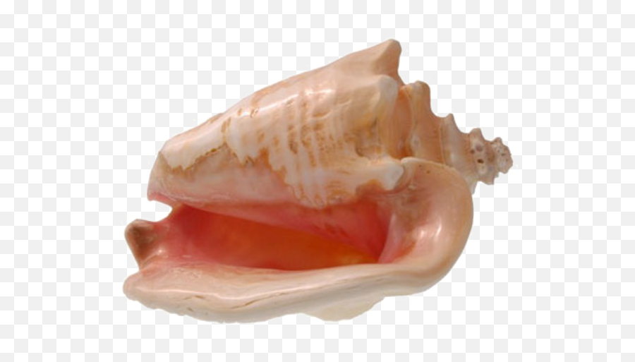 Conch Shell Png Transparent Image - Conch Shell Transparent Background,Shell Png