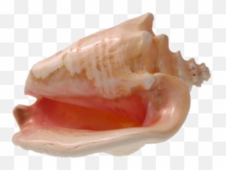 Conch Shell Png Transparent Image - Conch Shell Transparent Background,Shell Png