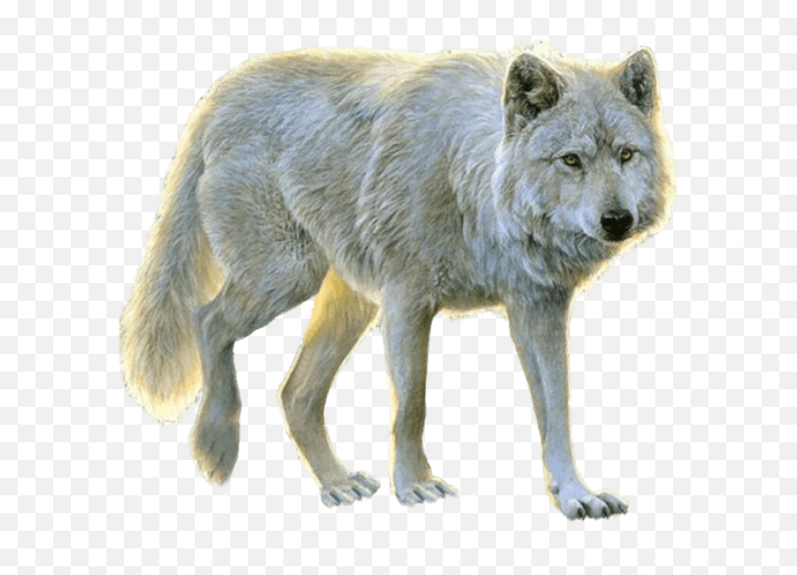 Wolves White Background Transparent - Wolves Transparent Background Png,Wolves Png