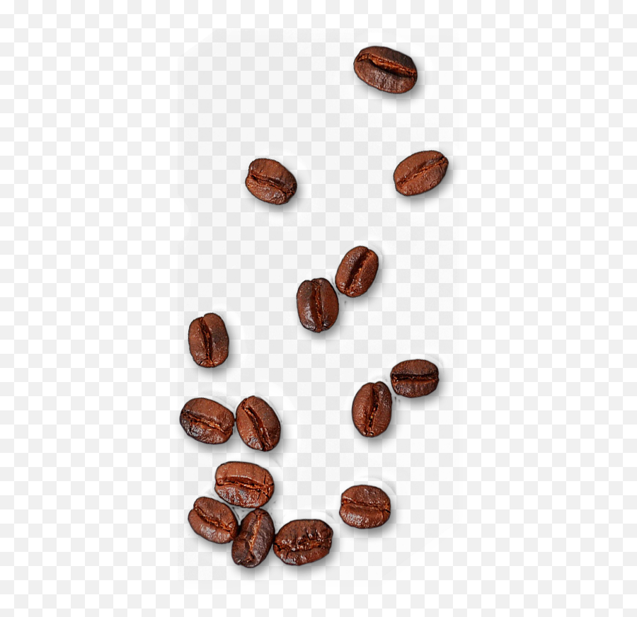 single coffee bean