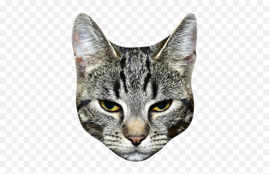 Cat Head Png - Cat Head Transparent Background,Cat Head Png