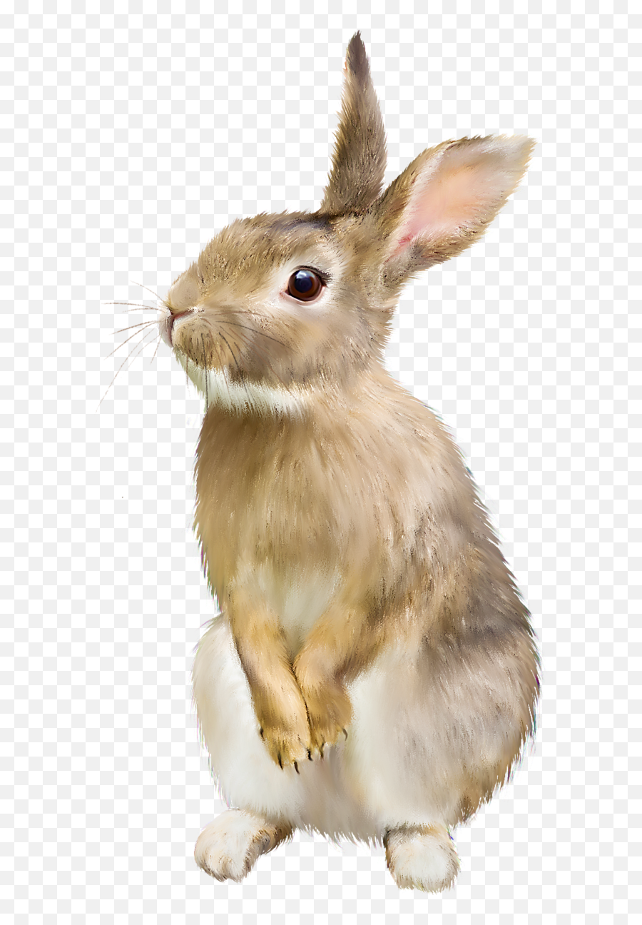 Download Rabbit Hq Png Image In - Rabbit Png,Rabbit Transparent