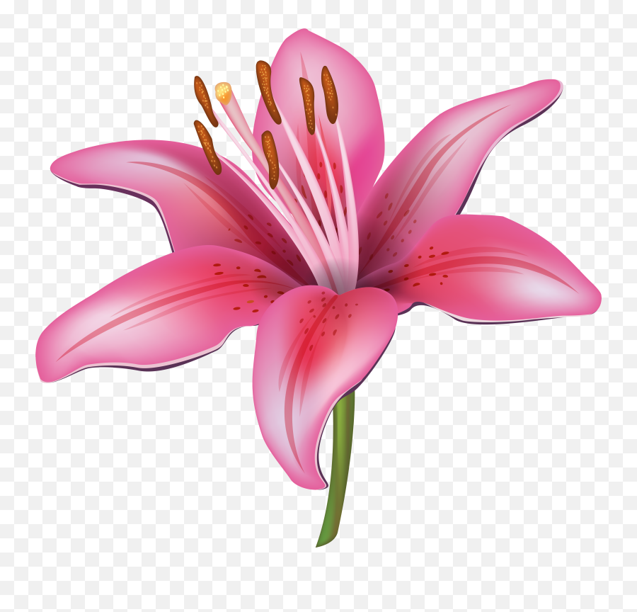 Stock Collection Of Lily Png - Water Lily Flower Clipart,Lily Transparent Background