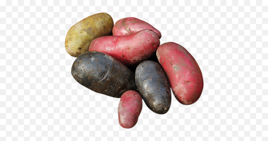 Wild Potatoes Wwwnatureandmorecom - Fingerling Potato Png,Potato Transparent