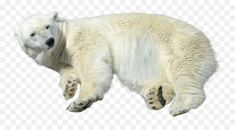 Polar Bear Transparent Png Image - Osos Polares Png,Bear Transparent