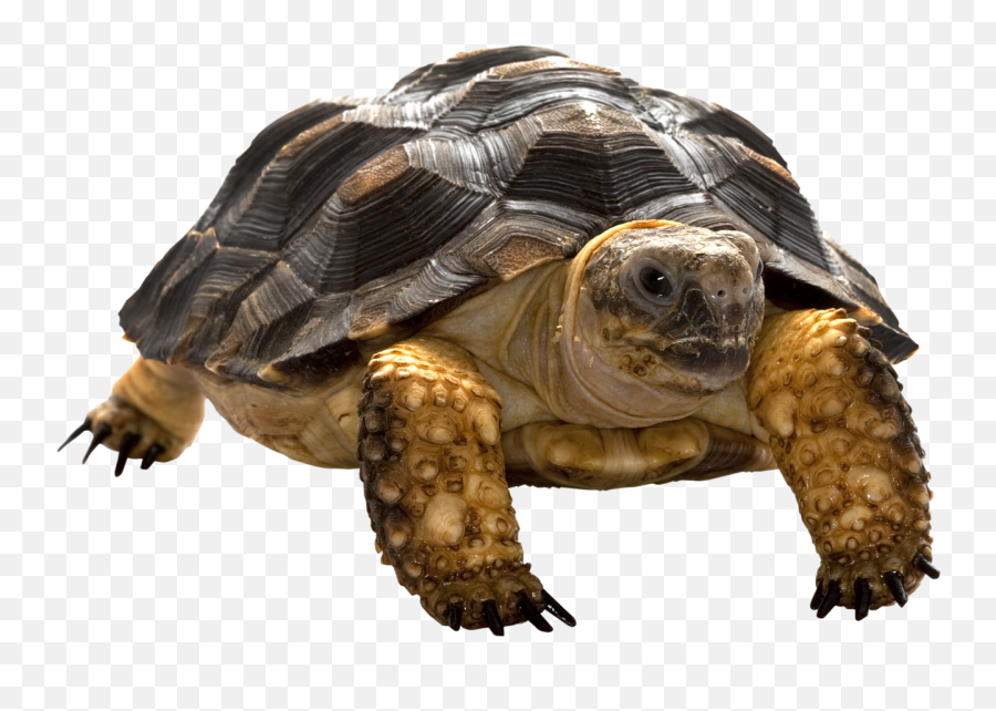 Download Turtle Png - Turtle Png,Tortoise Png